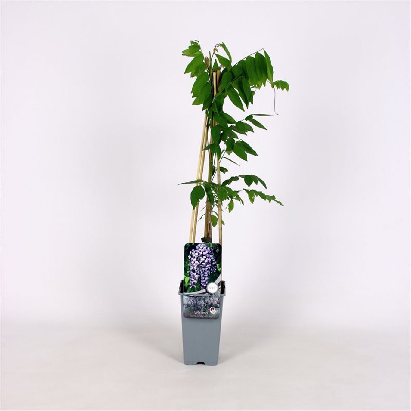 Wisteria flor. 'Domino' - C2 70/+ CM